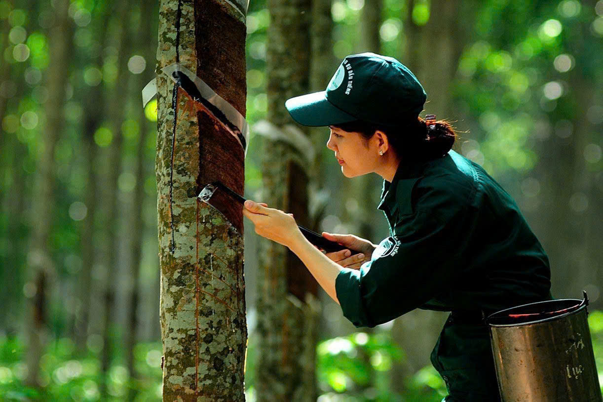 Giá cao su hôm nay 13/6: Thị trường thế giới đồng loạt hồi phục