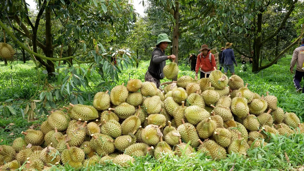 Lâm Đồng siết quản lý sầu riêng xuất khẩu, ngăn chặn gian lận mã số vùng trồng
