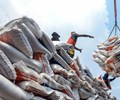 Xuất khẩu gạo đứng trước cơ hội mở rộng thị phần khi nhu cầu thế giới gia tăng