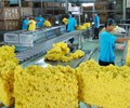 Xuất khẩu cao su 6 tháng đầu năm giảm cả lượng và giá trị 