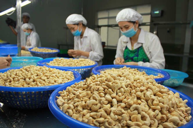 Hàng loạt quy định SPS mới từ các thị trường nhập khẩu gia tăng sức ép với nông sản Việt