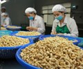 Hàng loạt quy định SPS mới từ các thị trường nhập khẩu gia tăng sức ép với nông sản Việt 