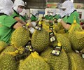 Cục Hải quan yêu cầu ưu tiên thông quan nông sản xuất khẩu trong ngày 
