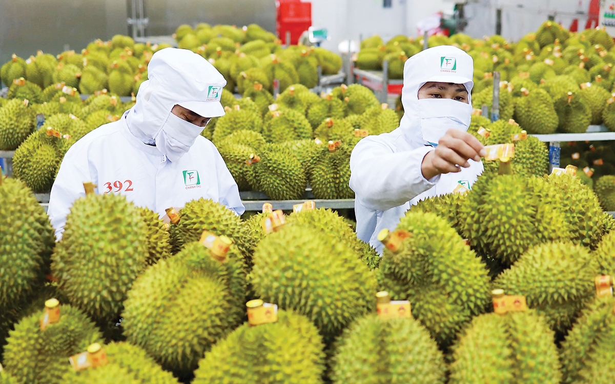Sầu riêng Việt Nam tìm chỗ đứng tại thị trường Ấn Độ