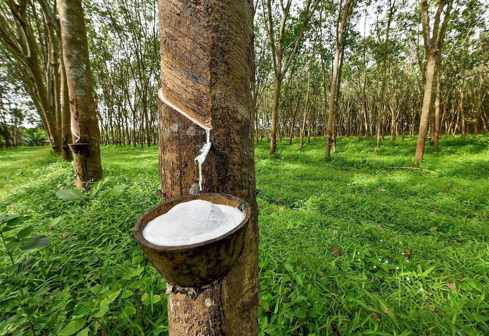 Giá cao su hôm nay 8/8: Cao su thế giới đồng loạt tăng, trong nước ổn định