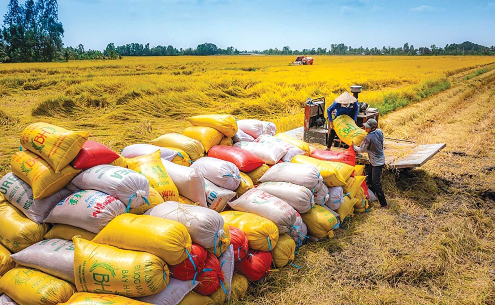 Giá gạo phục hồi nhưng áp lực cạnh tranh vẫn lớn