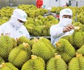 Sầu riêng Việt Nam rộng cửa xuất khẩu bài toán chất lượng vẫn là then chốt