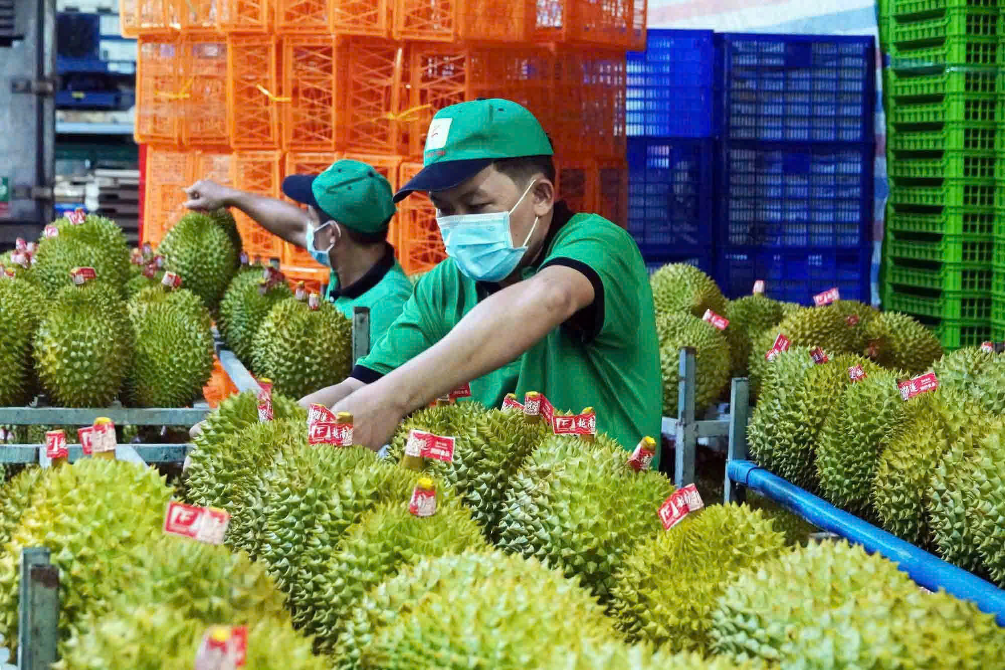 Trung Quốc chi gần 1 tỷ USD mua sầu riêng Việt Nam