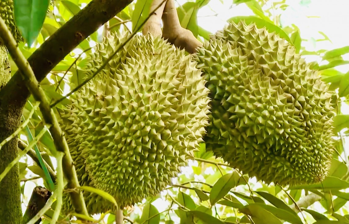 Giá sầu riêng hôm nay 12/8: Hàng đẹp tại Đắk Lắk lên 85.000 đồng/kg
