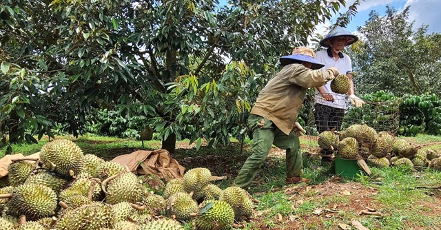 Sầu riêng Việt Nam cán mốc 2,08 triệu tấn, nỗi lo dư cung bắt đầu hiện hữu