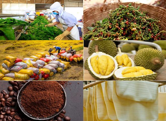 Giá nông sản hôm nay 13/8: Cà phê quay đầu giảm, giá tiêu và lúa gạo ít biến động