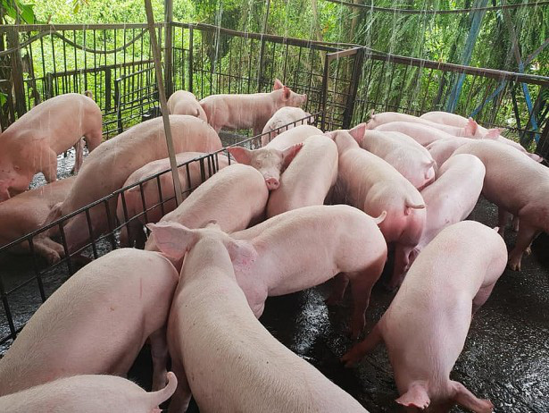 Giá heo hơi hôm nay 17/8: Giảm 2.000 - 3.000 đồng/kg, áp sát mốc 55.000 đồng/kg