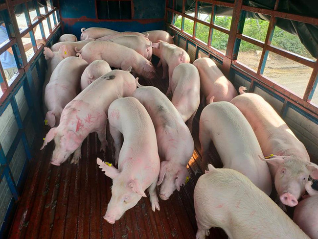 Giá heo hơi hôm nay 19/8: Ba miền đồng loạt giảm, nhiều nơi xuống 55.000 đồng/kg
