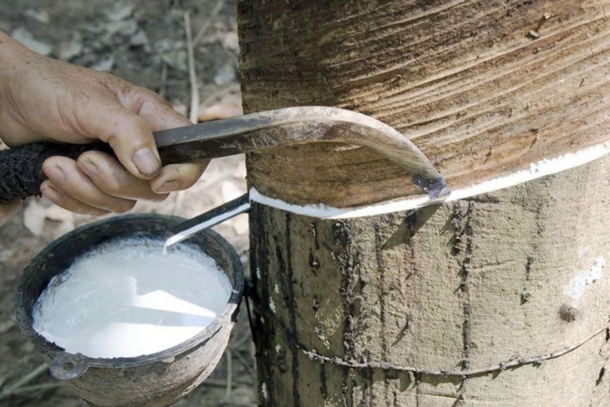 Giá cao su hôm nay 19/8: Giá thế giới đồng loạt tăng