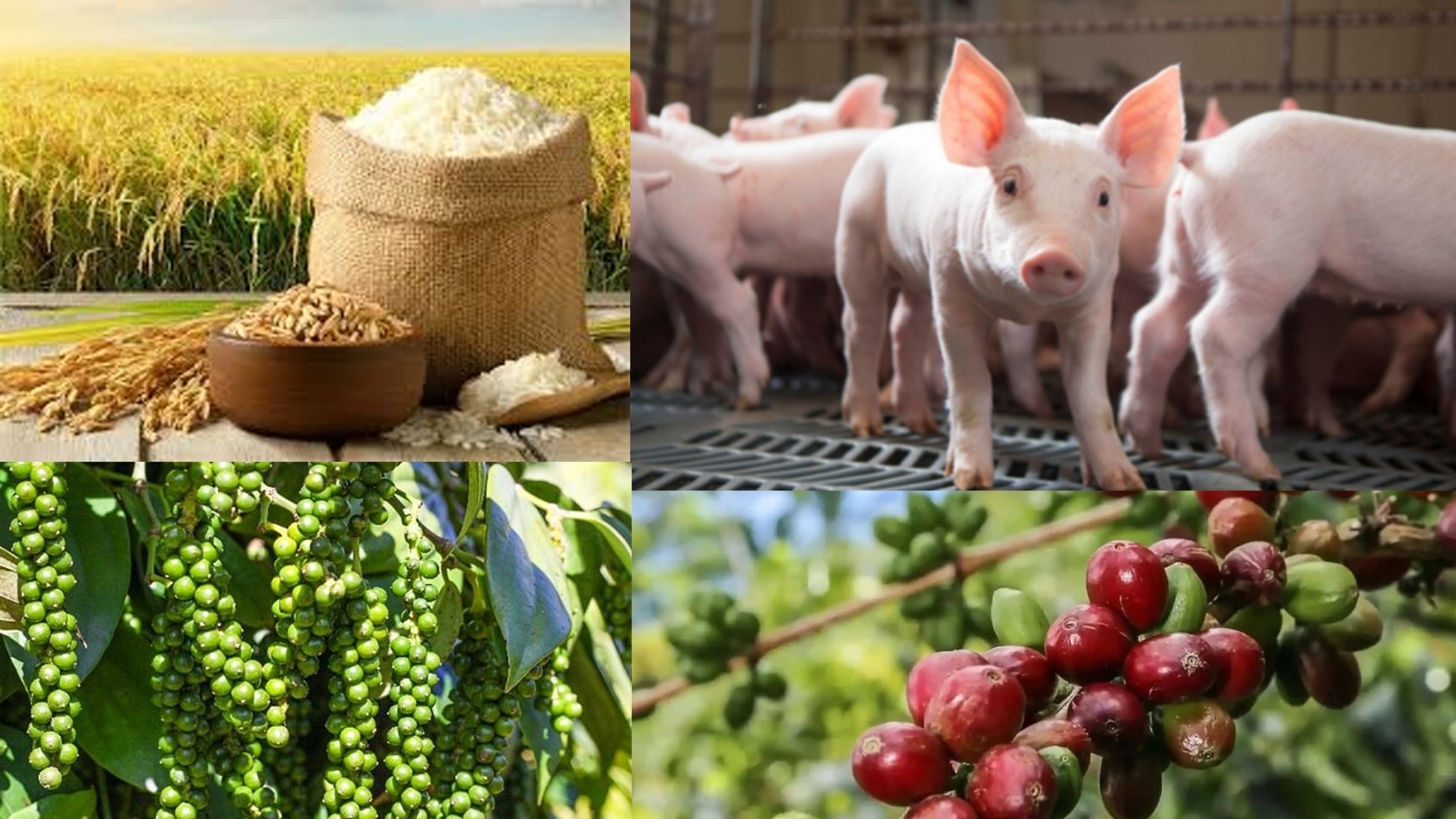 Giá nông sản hôm nay 19/8: Cà phê tăng mạnh, tiêu đi ngang, giá lúa gạo biến động trái chiều