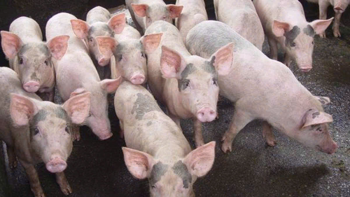 Giá heo hơi hôm nay 22/8: Thị trường chững lại, cao nhất 58.000 đồng/kg