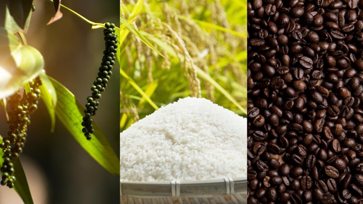 Giá nông sản hôm nay 28/8: Cà phê tiếp đà giảm, tiêu tăng nhẹ, gạo chịu áp lực