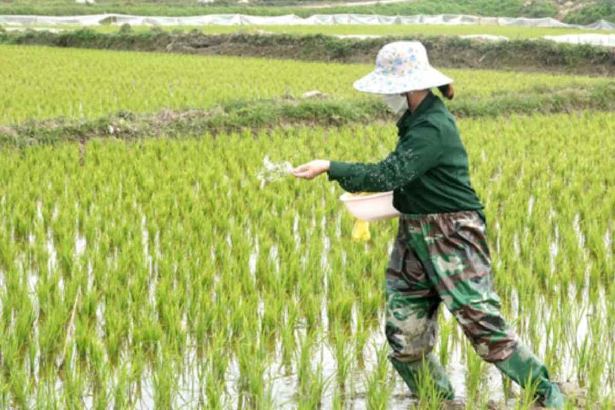 Xuất khẩu phân bón tăng mạnh, thị trường trong nước chờ vụ Đông Xuân