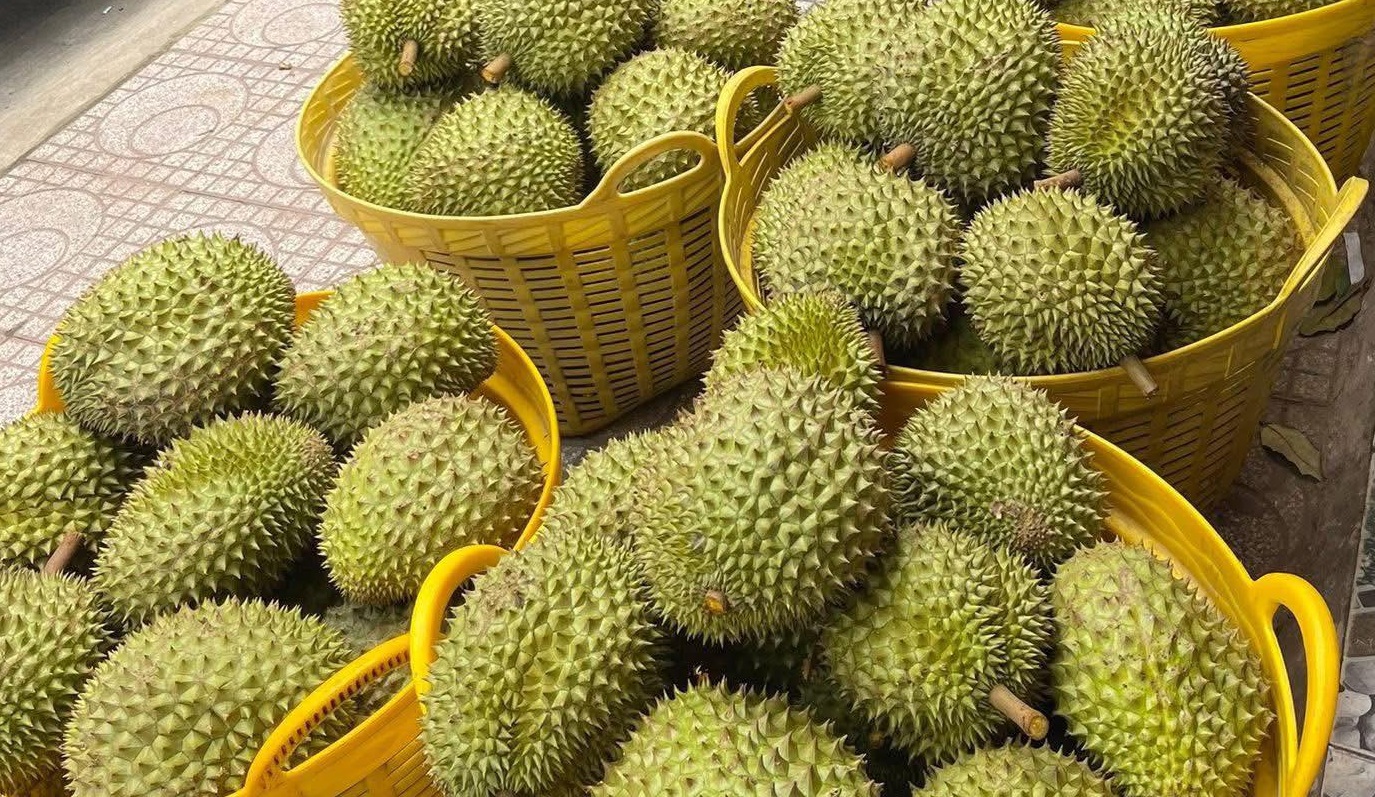 Xuất khẩu sầu riêng tăng mạnh, thị trường trong nước được gì?