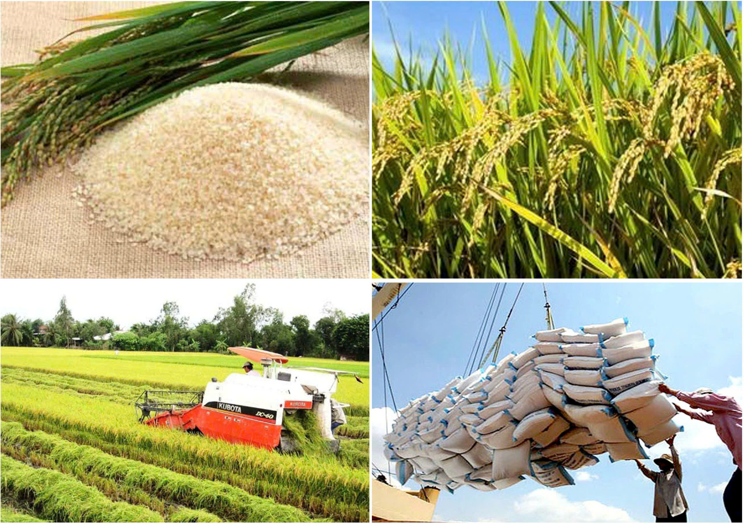 Xuất khẩu gạo Việt Nam trước sức ép thị trường: Giữ giá trị, giảm lệ thuộc