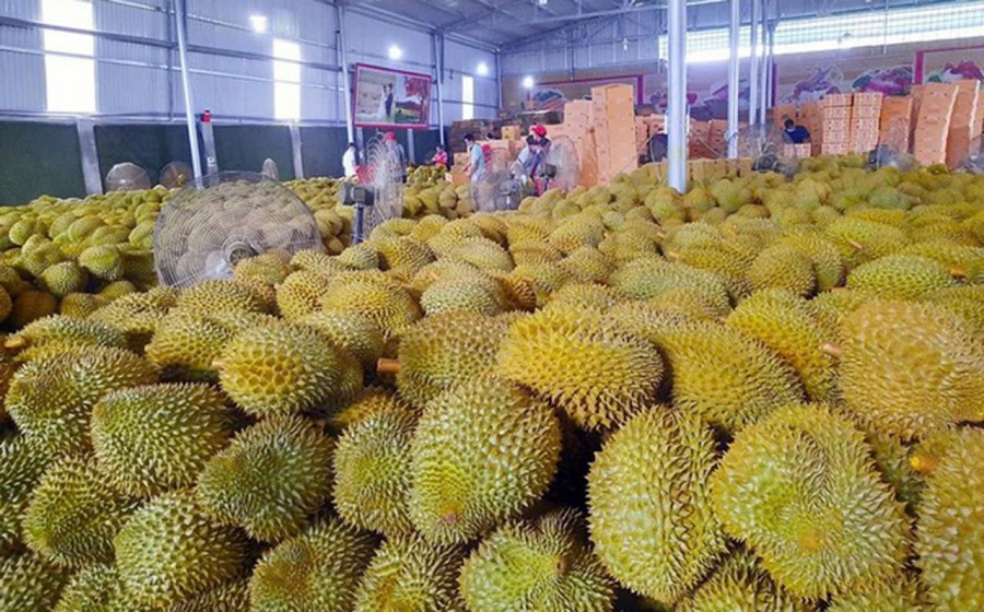 Giá sầu riêng hôm nay 27/9: Sầu Thái tăng, Ri6 miền Tây giảm