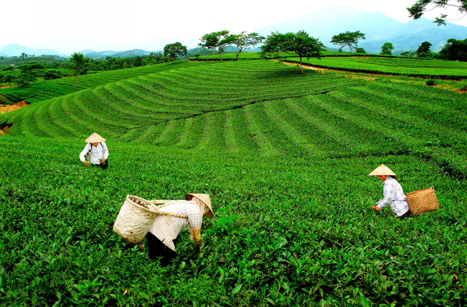Chè Việt tăng giá khi thị trường Mỹ tăng mua