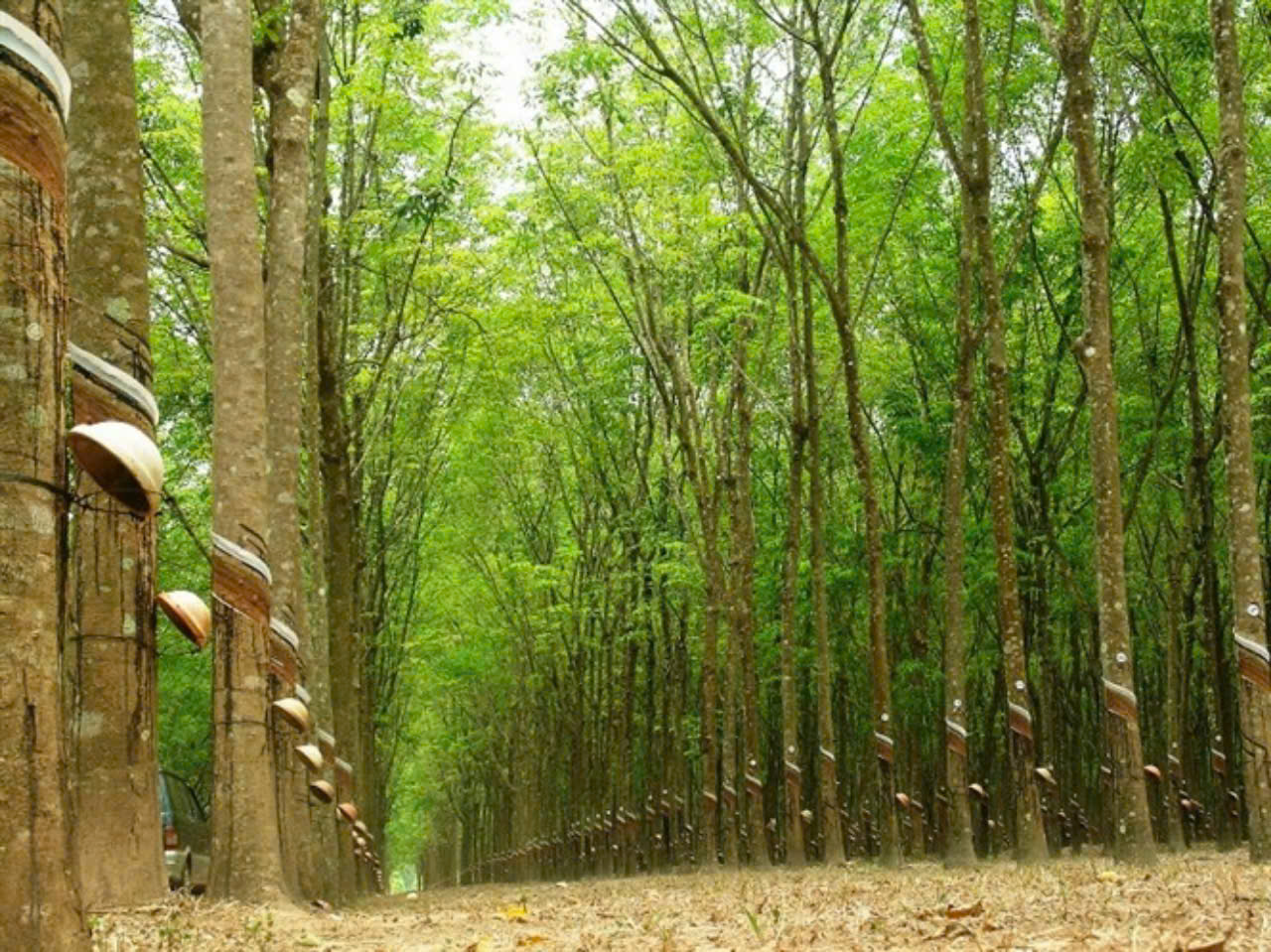 Giá cao su hôm nay 30/9: Thị trường thế giới biến động trái chiều