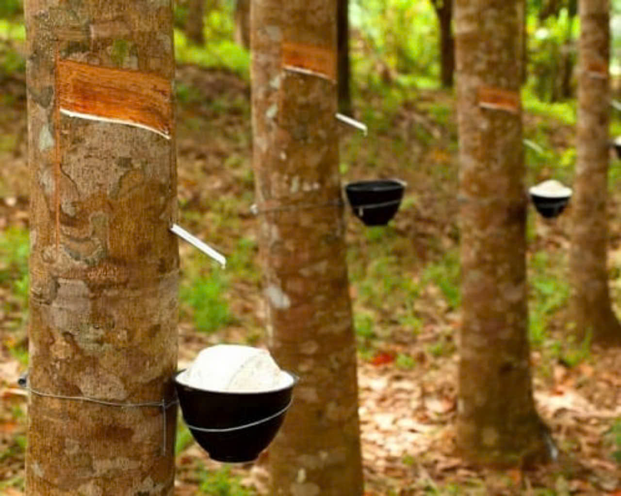 Giá cao su hôm nay 5/10: Thế giới tăng giảm đan xen, trong nước ổn định