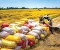 Xuất khẩu gạo Việt Nam Tăng dư địa ở phân khúc giá trị cao 