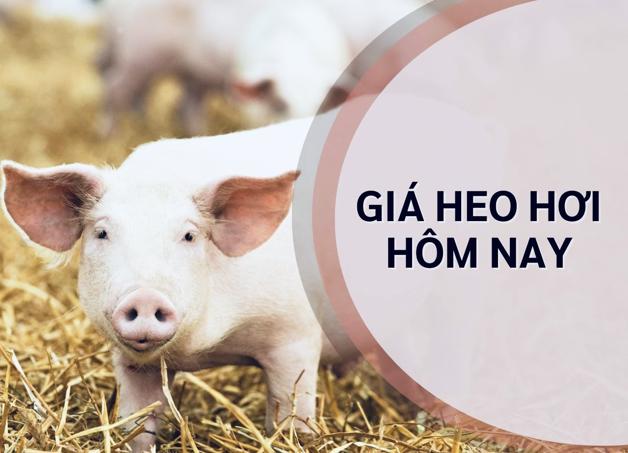Giá heo hơi hôm nay 30/10: Thấp nhất 43.000 đồng/kg